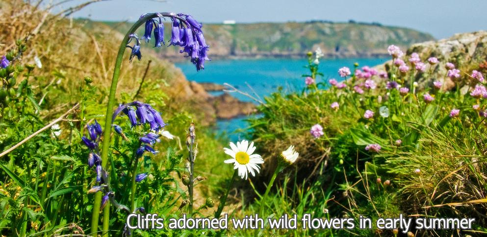 South coast cliffs adorned with wild flowers in early summer