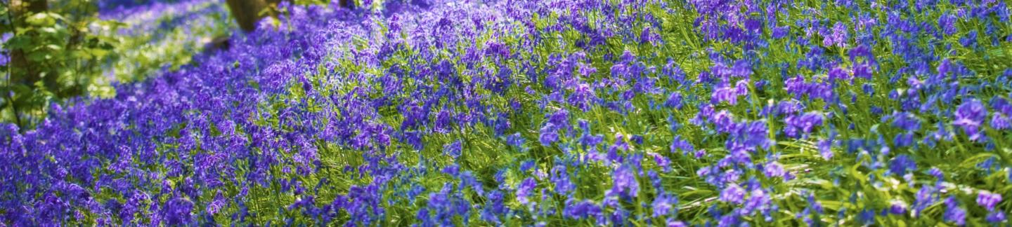 Bluebells in Bluebell woods, Guenrsey