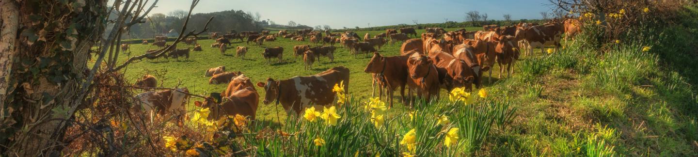 Guernsey cows and daffodil flowers in springtime