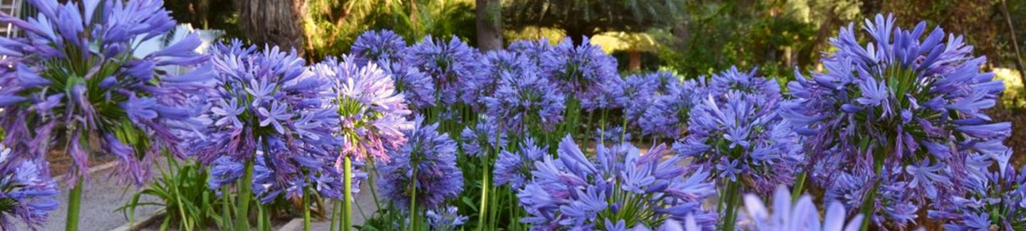 agapanthus