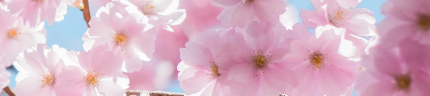 cherry blossom in Spring