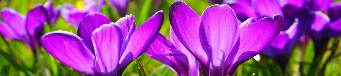 Crocuses in Spring in Guernsey