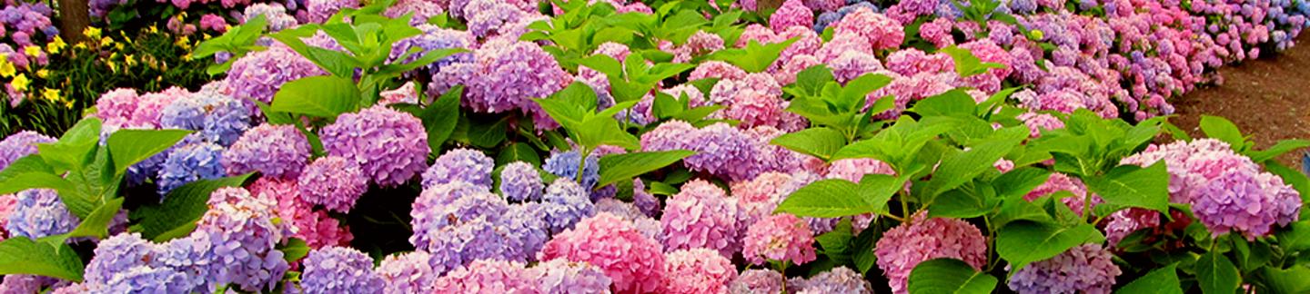 hydrangeas