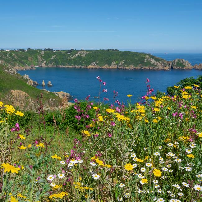 spring flowers on the south coast cliffs of St Martins