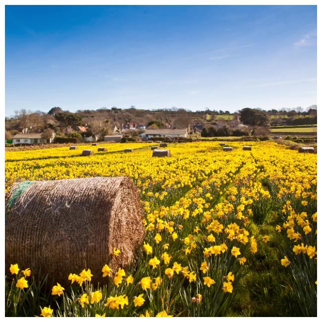 Daffodil fields in Guernsey