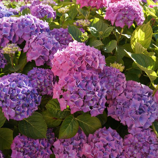 Hydrangeas at The Ellingham Cottages