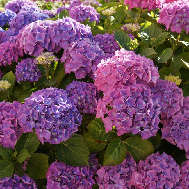 Hydrangeas at The Ellingham Cottages