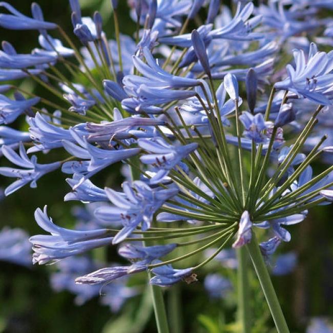 agapanthus at Bordeaux