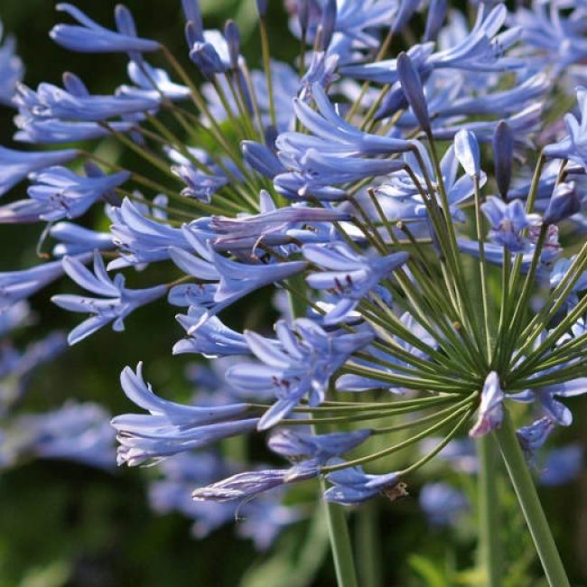 agapanthus at Bordeaux